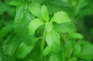Planta: Estevia